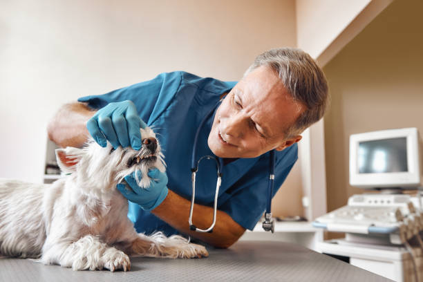 Best Urgent Dental Care for Toothache in Valdese, NC
